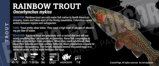 Oncorhynchus mykiss 'Rainbow Trout'