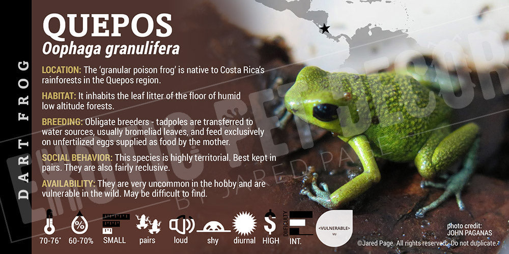 Oophaga granifulera 'Quepos' Dart Frog Label