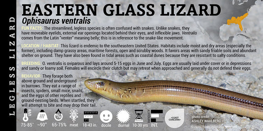 Ophisaurus ventralis 'Eastern Glass' Lizard