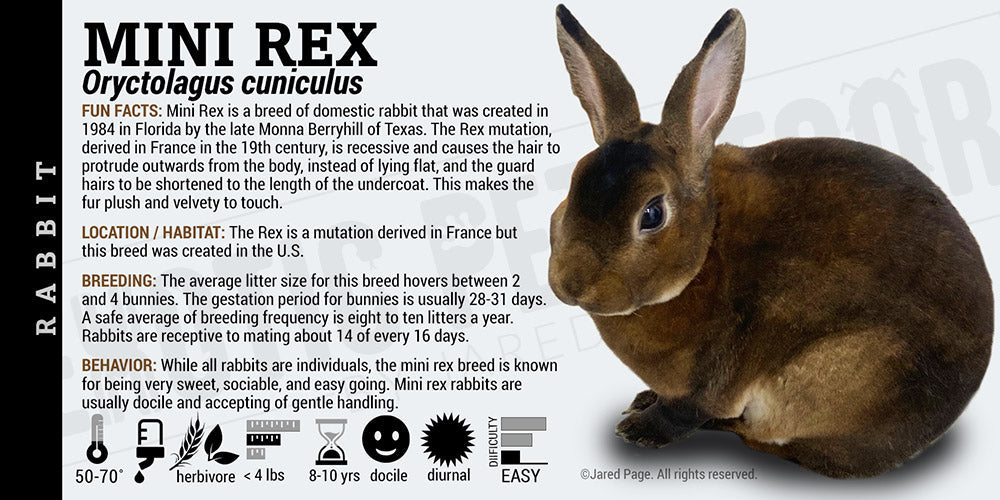 Oryctolagus cuniculus 'Mini Rex Rabbit'