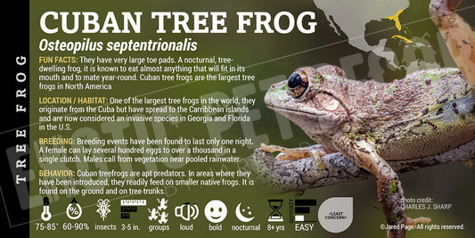 Osteopilus septentrionalis 'Cuban Tree Frog'