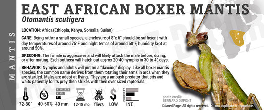 Otomantis scutigera 'African Boxer' Mantis