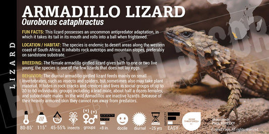Ouroborus cataphractus 'Armadillo' Lizard