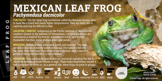 Pachymedusa dacnicolor 'Mexican Leaf Frog'