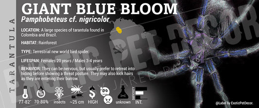 Pamphobeteus nigricolor 'Giant Blue Bloom' Tarantula