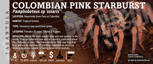 Pamphobeteus sp. solaris 'Colombian Pink Starburst' Tarantula