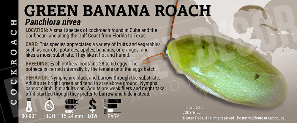 Roaches Label Panchlora nivea 'Green Banana' Roach Cards and Enclosure Labels ...