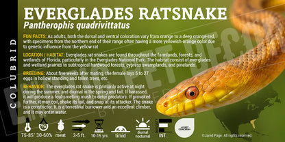 Pantherophis quadrivittatus 'Everglades Ratsnake'