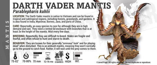 Parablepharis kuhlii 'Darth Vader' Mantis