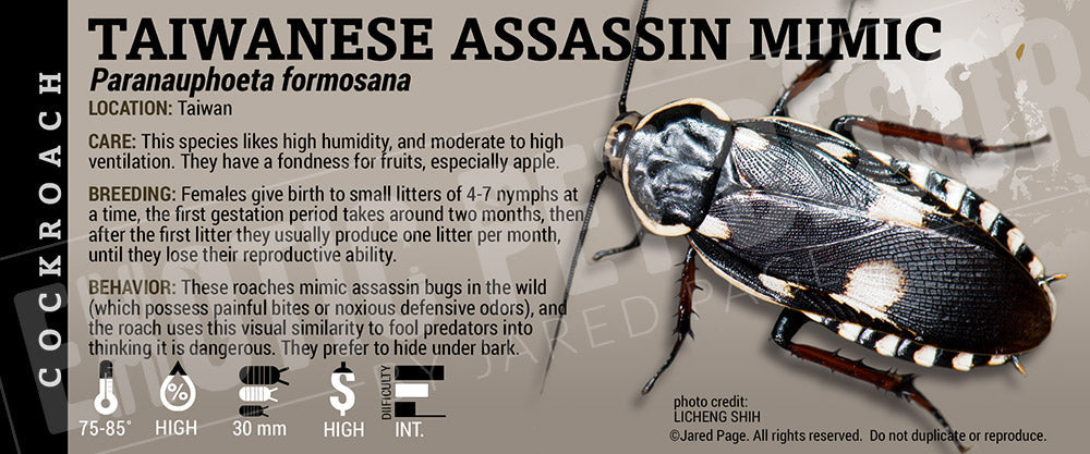 Paranauphoeta formosana 'Assassin Mimic' Roach Cards and Enclosure ...