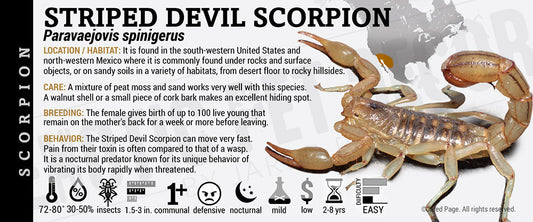 Paravaejovis spinigerus 'Striped Devil' Scorpion