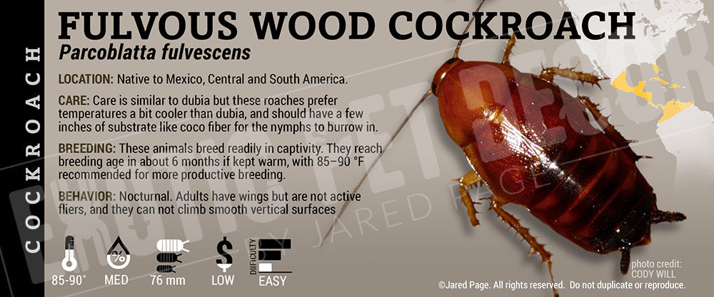 Pickled Cockroach Label Parcoblatta fulvescens 'Fulvous Wood' Roach Cards and Enclosure Labels ...