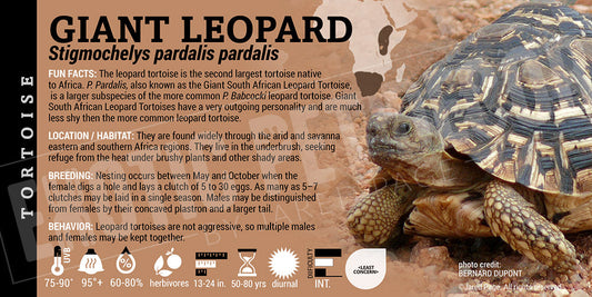 Pardalis pardalis 'Giant Leopard' Tortoise
