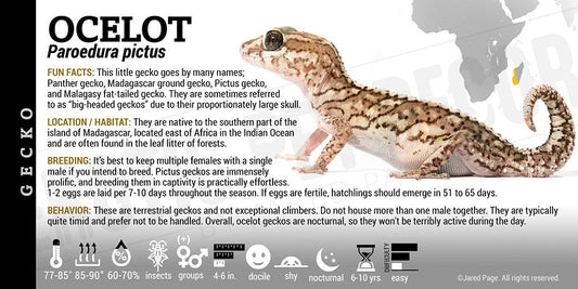 Paroedura pictus 'Ocelot ' Gecko