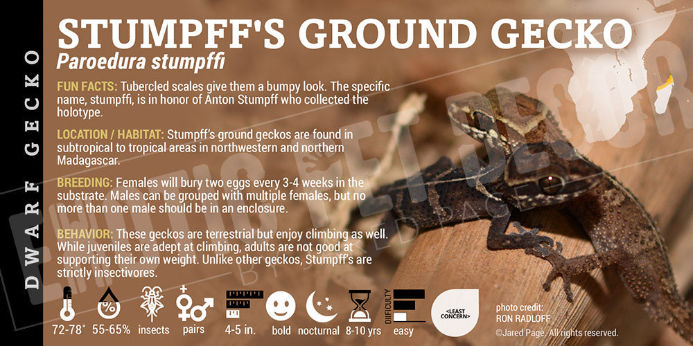 Paroedura stumpffi 'Stumpff's Ground' Gecko Cards and Enclosure Labels