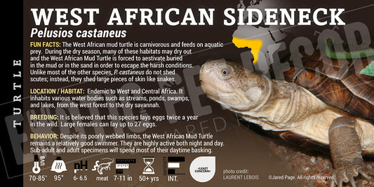 Pelusios castaneus 'African Side Necked' Turtle