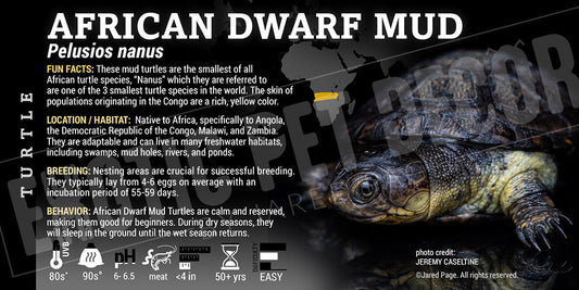 Pelusios nanus 'African Dwarf Mud' Turtle