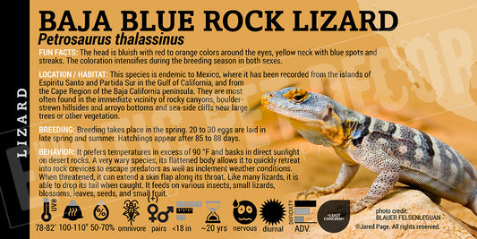 Petrosaurus thalassinus 'Baja Blue Rock' Lizard
