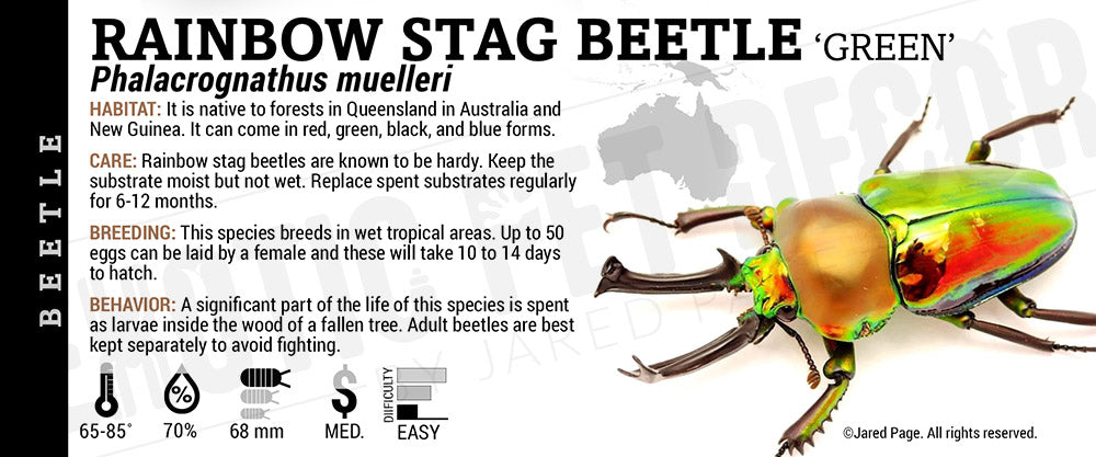 Phalacrognathus muelleri 'Rainbow Stag' Beetle