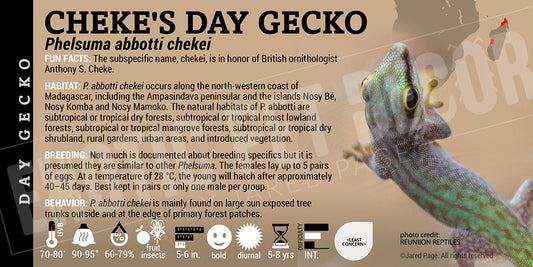 Phelsuma abbotti 'Cheke's Day' Gecko