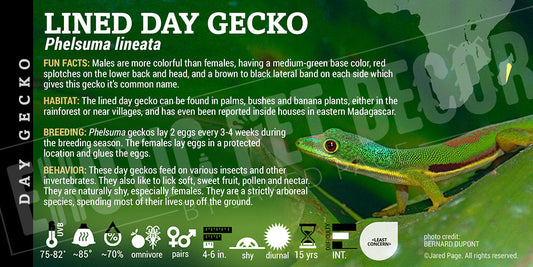 Phelsuma lineata 'Lined Day' Gecko