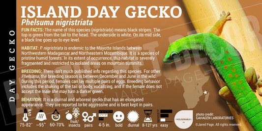 Phelsuma nigistriata 'Island Day' Gecko
