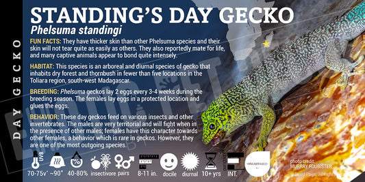 Phelsuma standingi 'Standing's Day' Gecko