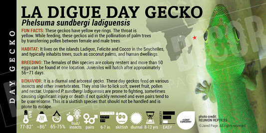 Phelsuma sundbergi ssp. ladiguensis 'La Digue Day' Gecko