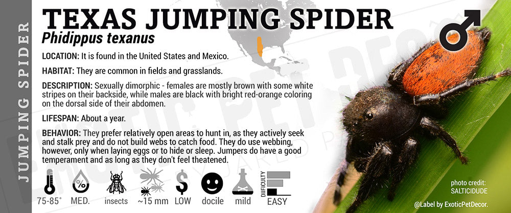 Phidippus texanus 'Texas Jumping' Spider