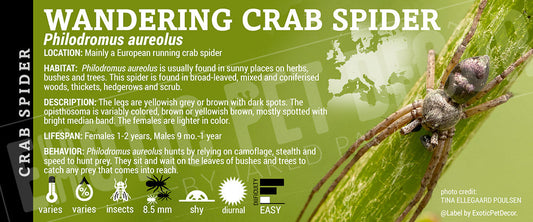 Philodromidae aureolus 'Wandering' Crab Spider