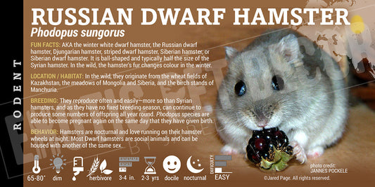 Phodopus sungorus 'Russian Dwarf Hamster'