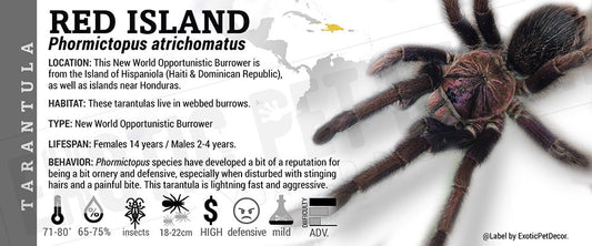 Phormictopus atrichomatus 'Red Island' Tarantula