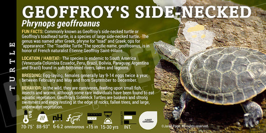 Phrynops geoffroanus 'Geoffroy's Side Necked' Turtle