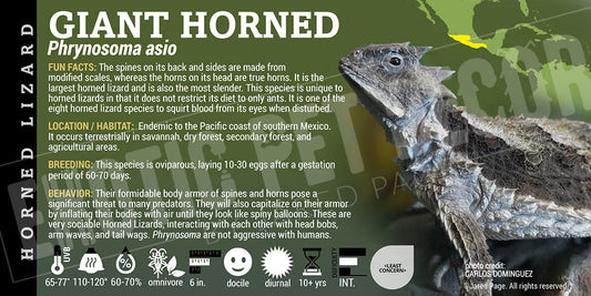 Phrynosoma asio 'Giant Horned' Lizard