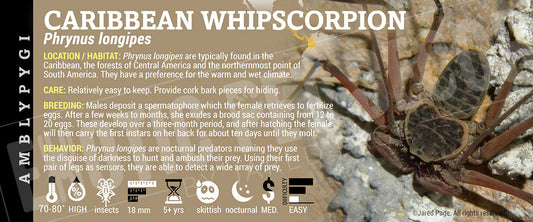 Phrynus longipes 'WhipScorpion'