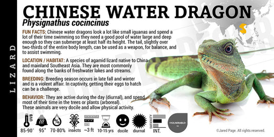 Phsignathus cocincinus 'Chinese Water Dragon' Lizard