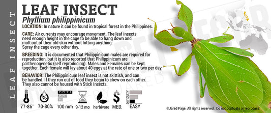 Phyllium philippinicum 'Leaf' Insect
