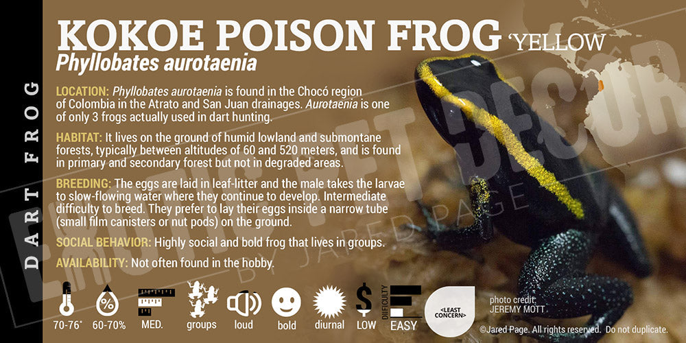 Phyllobates aurotaenia 'Yellow' Dart Frog Label