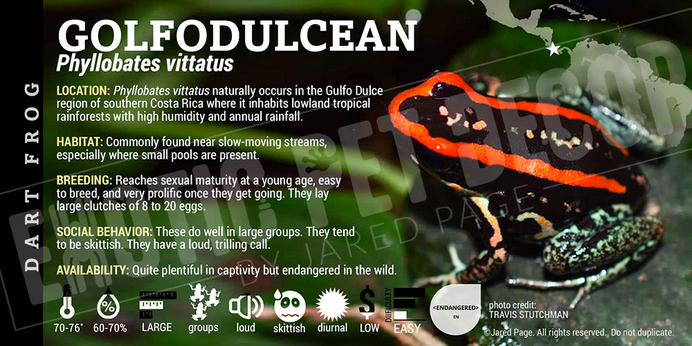 Phyllobates vittatus  Dart Frog Label