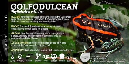 Phyllobates vittatus  Dart Frog Label