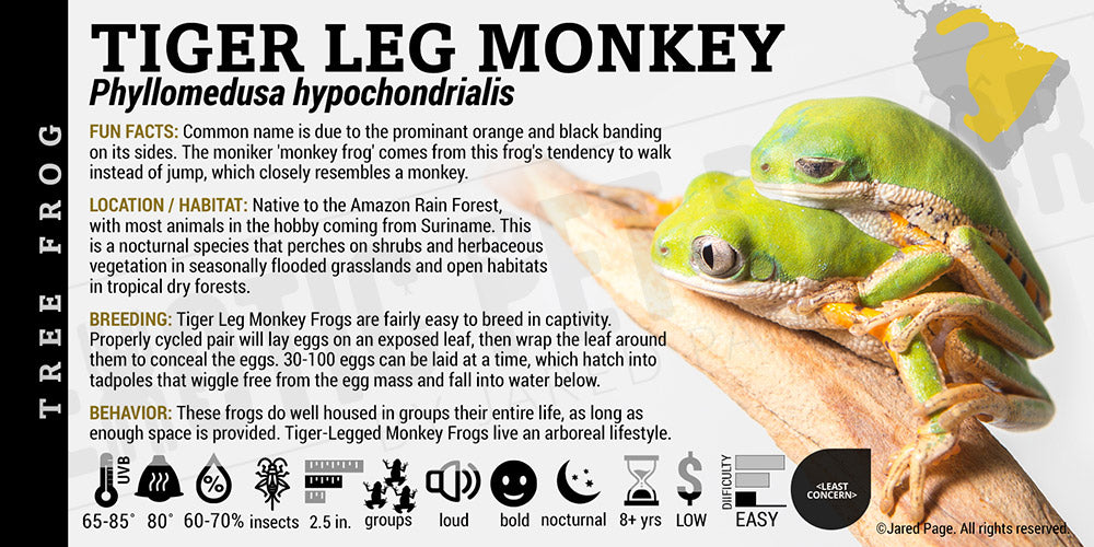 Phyllomedusa hypochondrialis 'Tiger Leg Monkey Tree Frog'