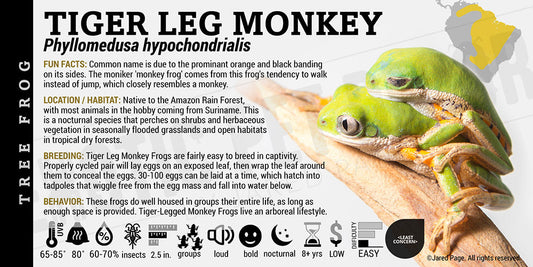 Phyllomedusa hypochondrialis 'Tiger Leg Monkey Tree Frog'