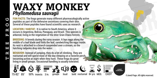 Phyllomedusa sauvagii 'Waxy Monkey Tree Frog'