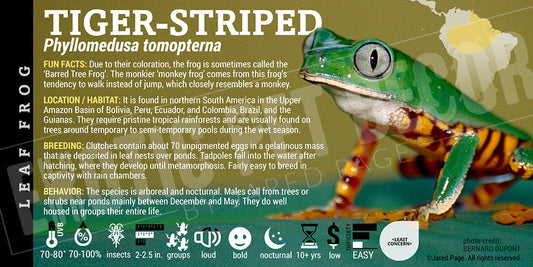 Phyllomedusa tomopterna 'Super Tiger Leg Monkey Tree Frog'