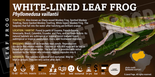 Phyllomedusa vaillantii 'White Lined Leaf Frog'