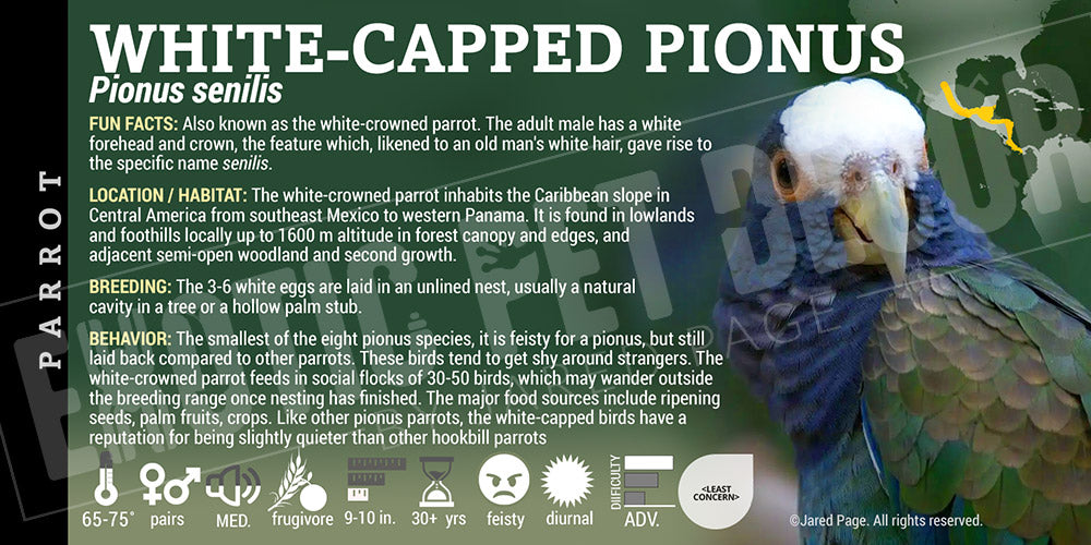 Pionus senilis 'White Capped Pionus Parrot' Cards and Enclosure Labels ...