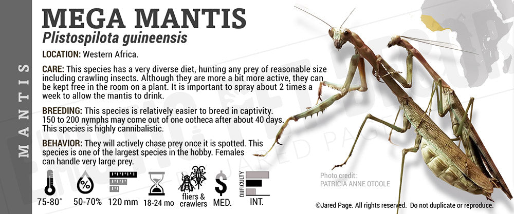 Plistospilota guineensis 'Mega' Mantis