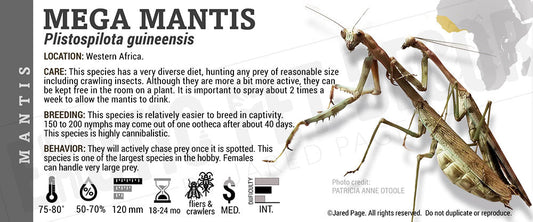 Plistospilota guineensis 'Mega' Mantis