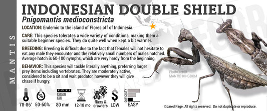 Pnigomantis medioconstricta 'Indonesian Double Shield' Mantis