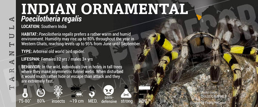 Poecilotheria regalis 'Indian Ornamental' Tarantula